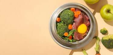 Tasty and delicious food for pet, pet accessories